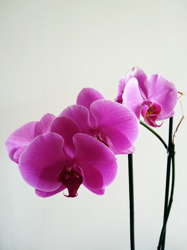 Orchid_by_whiskyboy